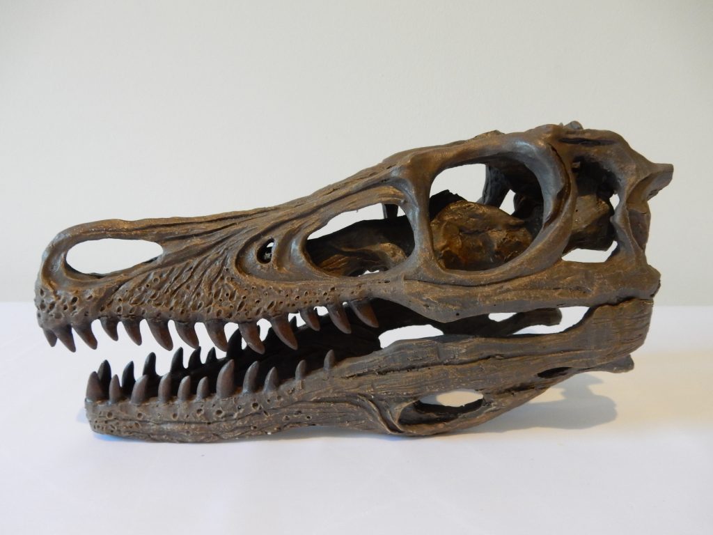 velociraptor skull real