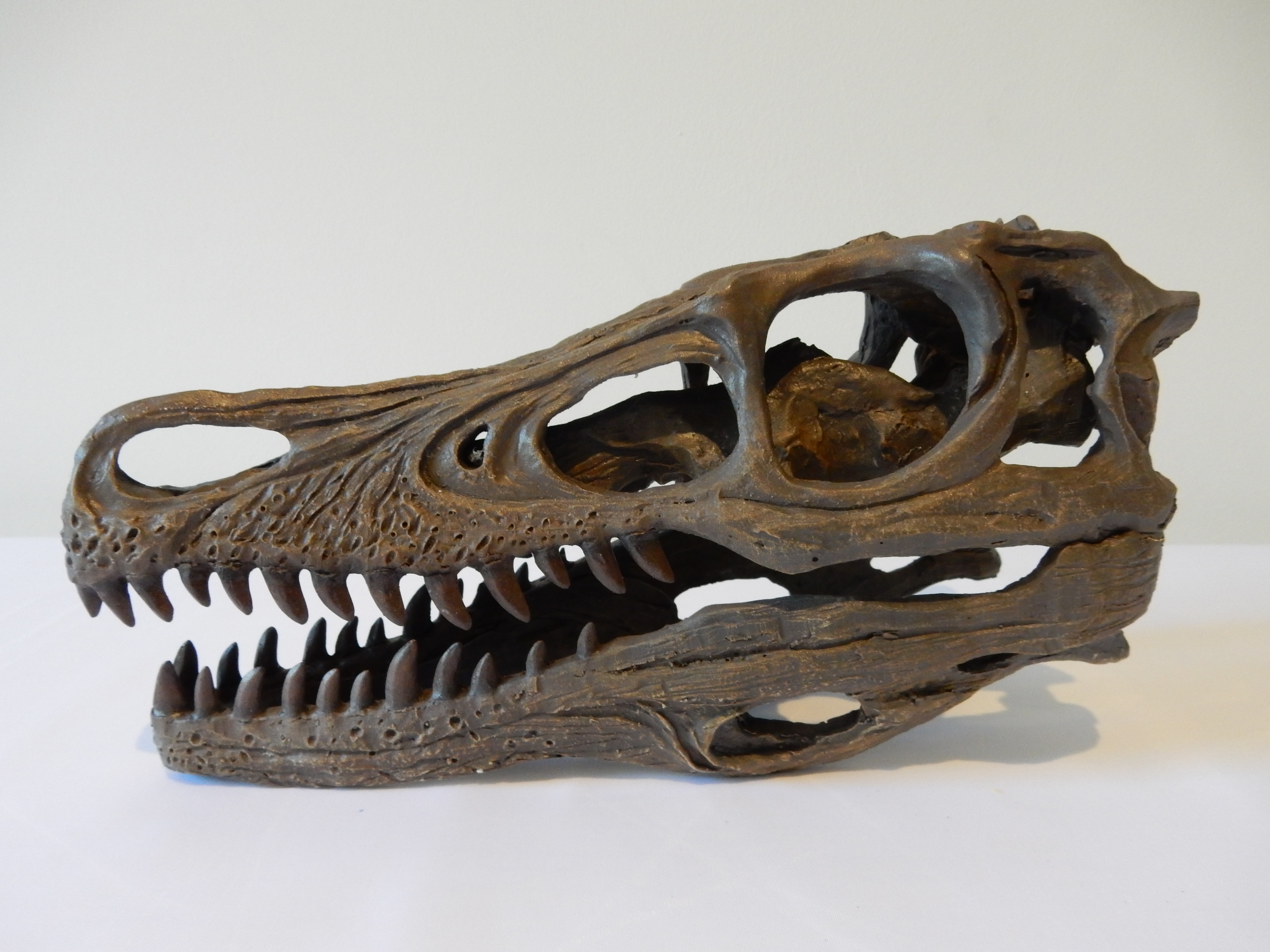 velociraptor skull fossil